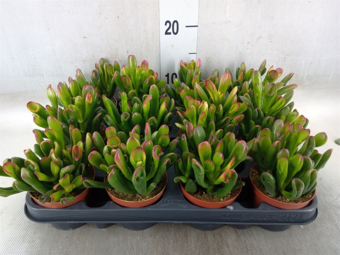 <h4>Crassula ovata 'Gollum'</h4>