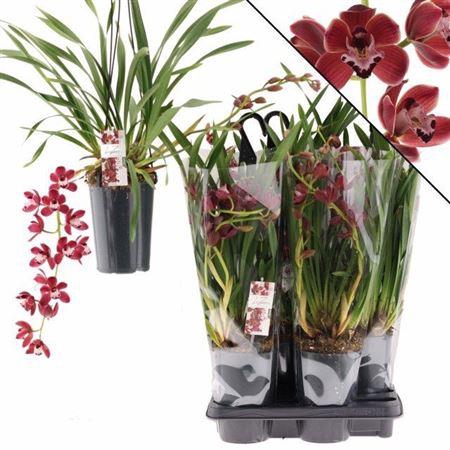 <h4>Cymb Overig 2 Branches</h4>