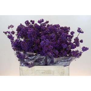 CALLICARPA BOD. 'PROFUSION'