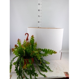 Epiphyllum anguliger