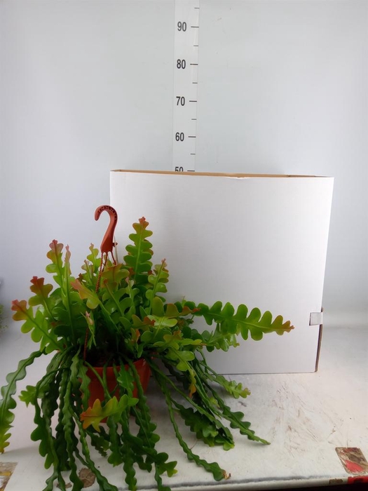 <h4>Epiphyllum anguliger</h4>