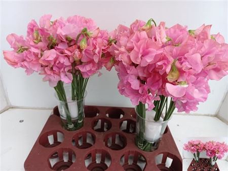 <h4>Lathyrus Romance Pink Pearl</h4>