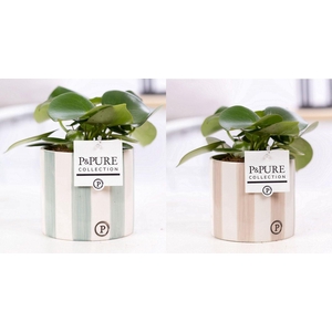 Peperomia Raindrop in P&PURE Eline ceramics ass. 2