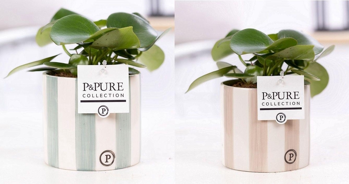 <h4>Peperomia Raindrop in P&PURE Eline 2 ceramics ass. 2</h4>