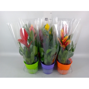 Vriesea   ...mix 6