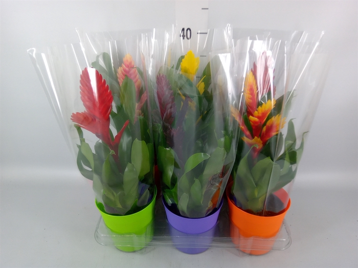 <h4>Vriesea   ...mix 6</h4>