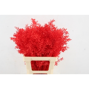 PF Ruscus 70cm Bs Red
