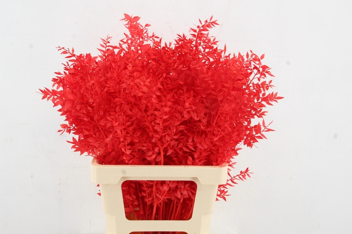 <h4>PF Ruscus 70cm Bs Red</h4>