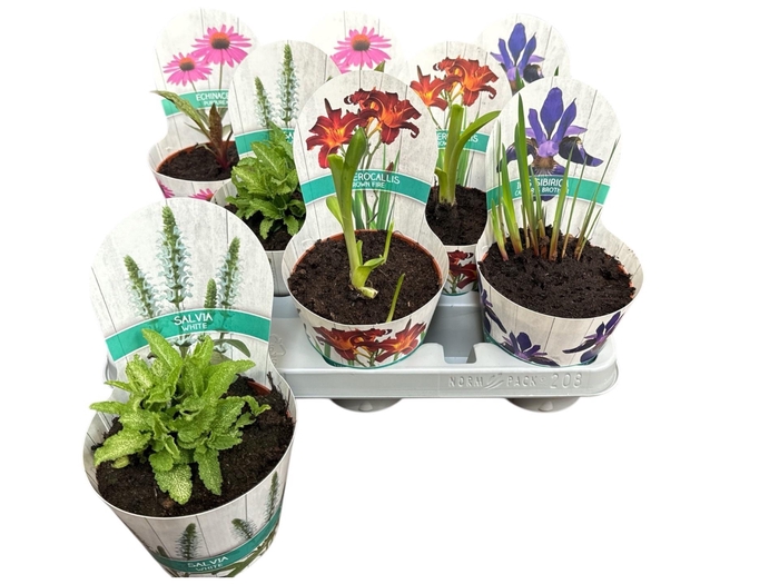 <h4>VASTE PLANTEN OV</h4>