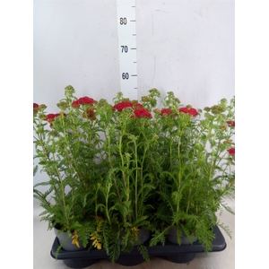 Achillea millef.