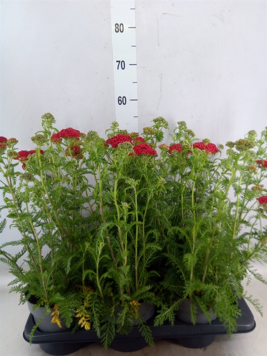 <h4>Achillea millef.</h4>