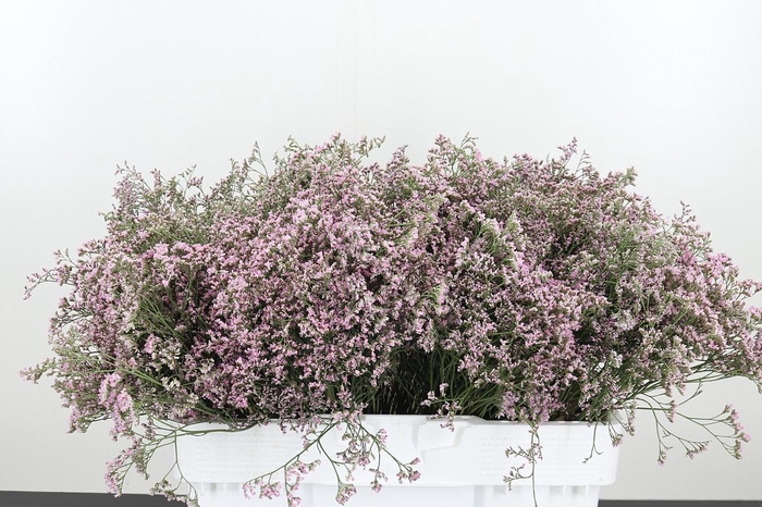 <h4>Lim Saf Oshi Pink</h4>