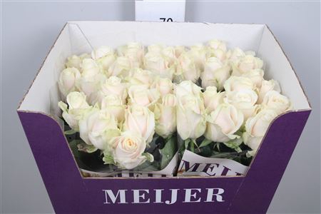 <h4>R Gr Dorchester+</h4>