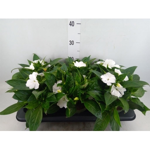 Impatiens NG 'Tamarinda White'
