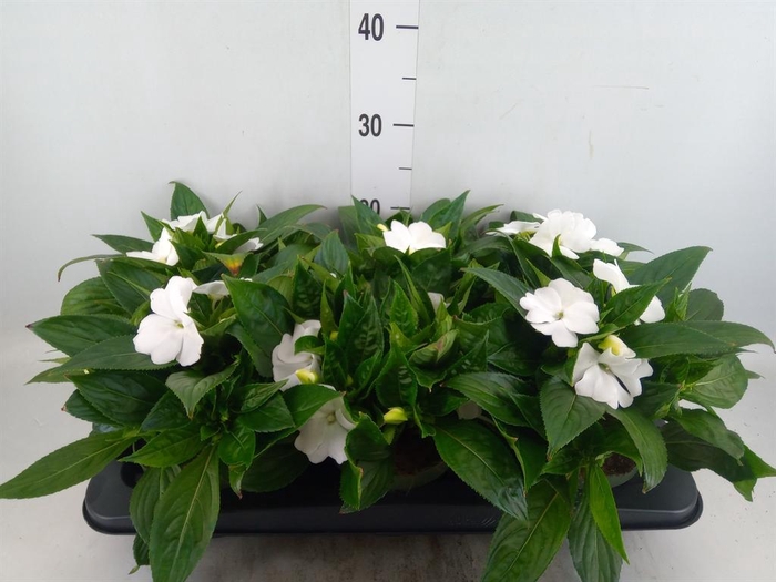<h4>Impatiens NG 'Tamarinda White'</h4>