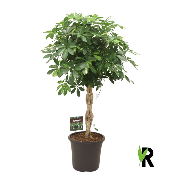 <h4>Schefflera arb. Gold Capella gevlochten stam</h4>