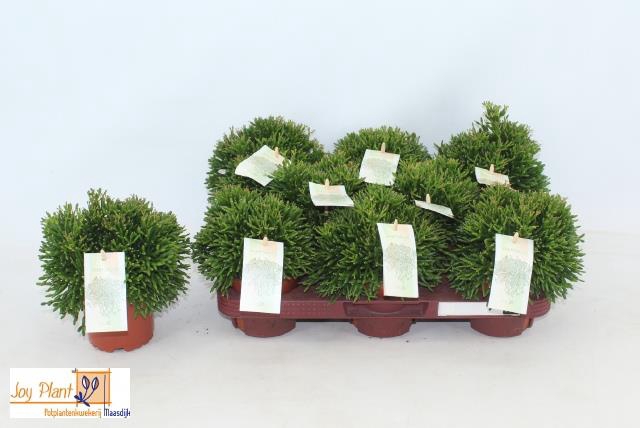 Rhipsalis (Cites) 10,5Ø 15cm