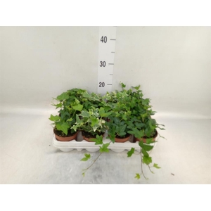 Hedera   ...mix