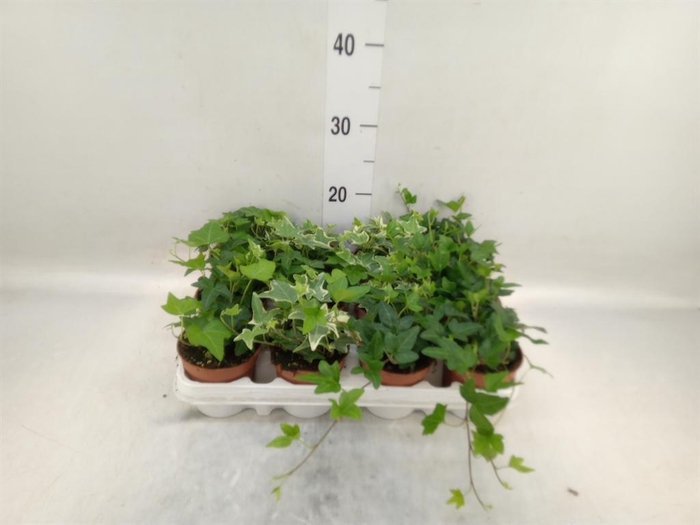 <h4>Hedera   ...mix</h4>