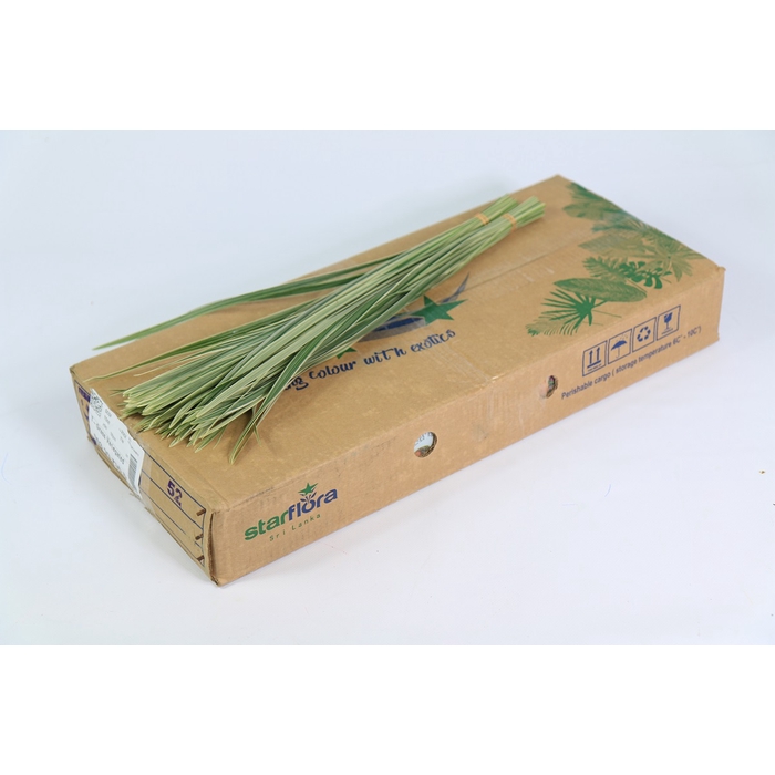 <h4>T-Grass Variegated</h4>