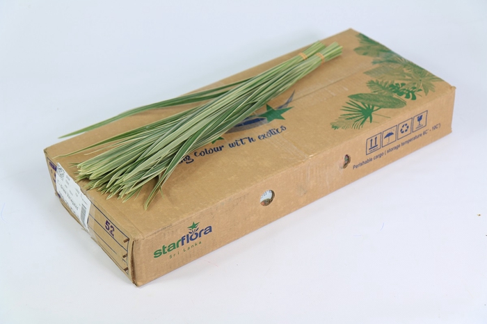 T-Grass Variegated