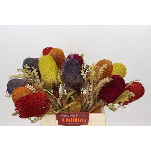 Banksia  Speciosa Mix Dry