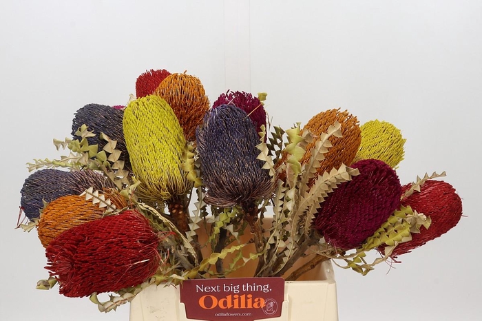 <h4>Banksia Speciosa Mix Dry</h4>