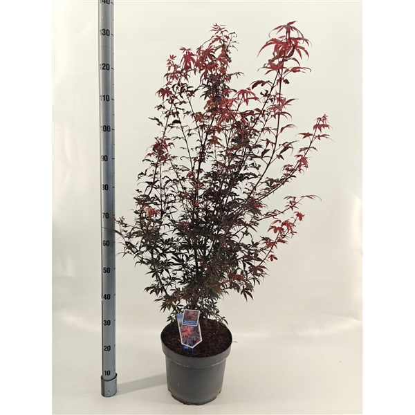 <h4>Acer pal. 'Skeeters Broom'</h4>
