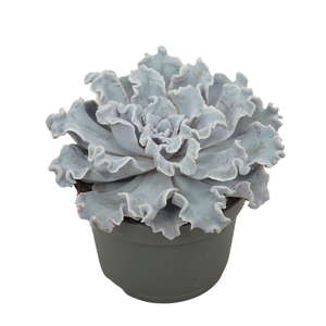 Echeveria   ...