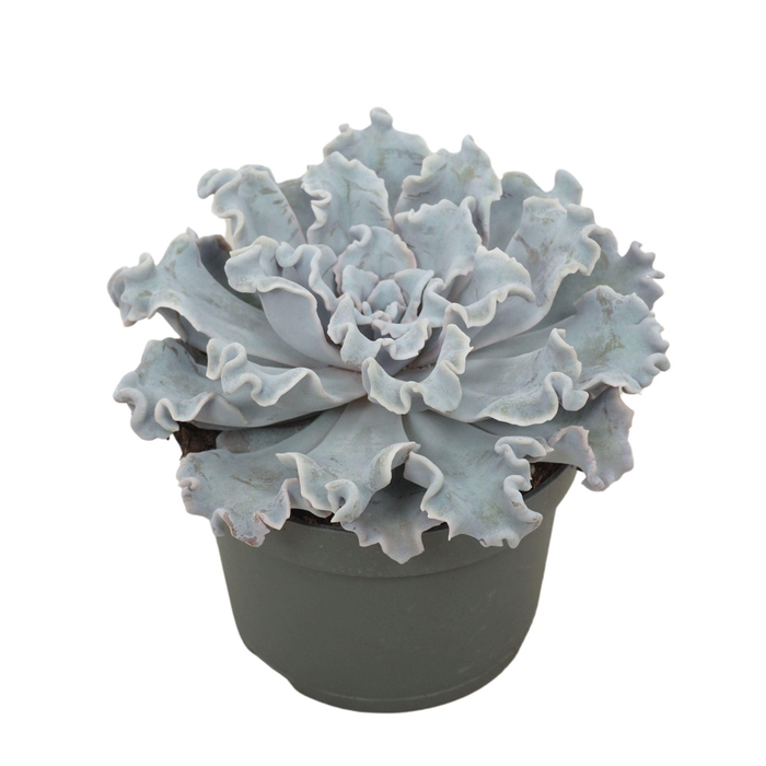 <h4>Echeveria ...</h4>