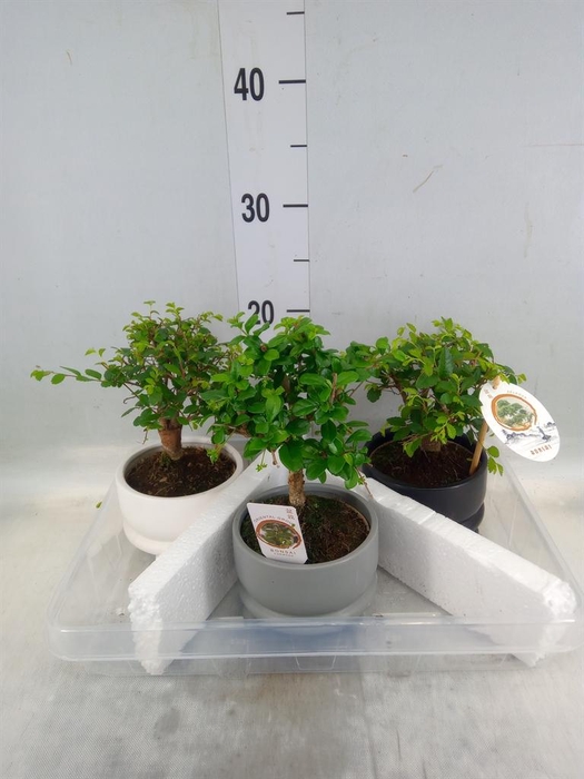 <h4>Bonsai   ...mix</h4>