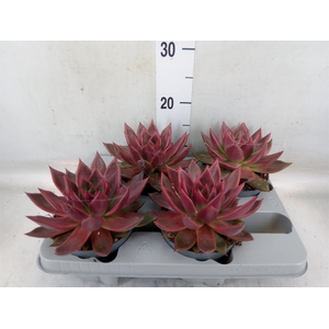 Echeveria   ...