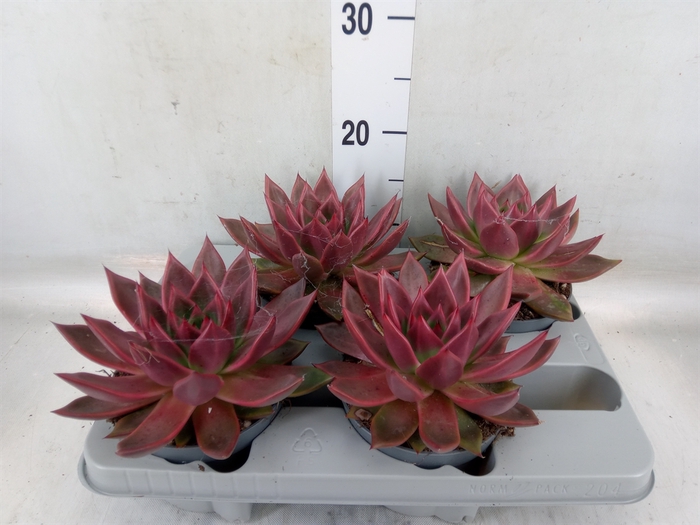 <h4>Echeveria   ...</h4>