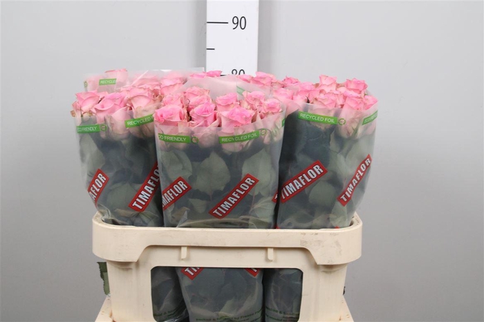 <h4>R Gr Jessika</h4>