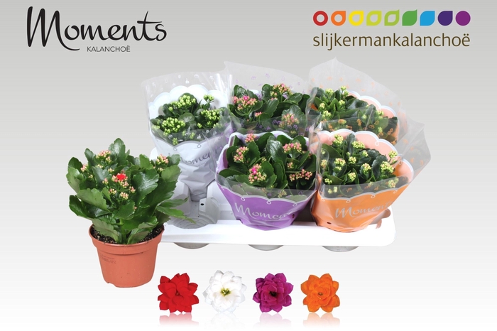 <h4>KAL GE GEM 4 KL</h4>