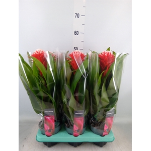 Guzmania  'Hope'