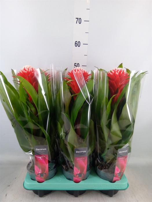 <h4>Guzmania  'Hope'</h4>