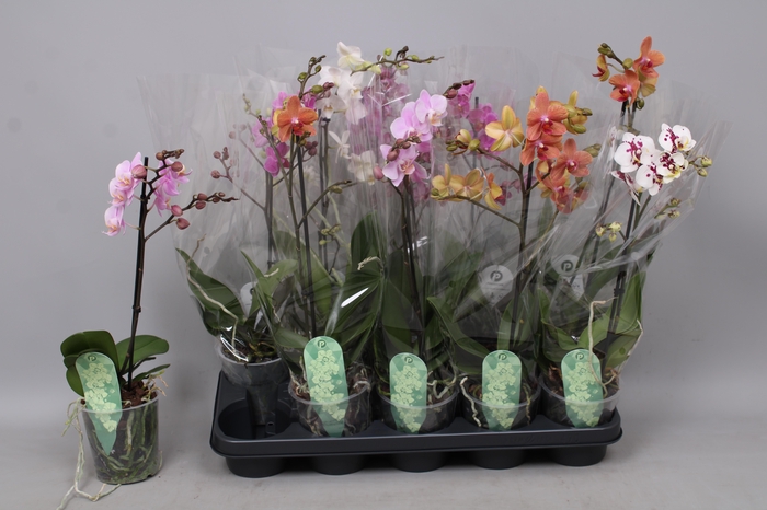 <h4>PHAL MF GEM 5 KL</h4>