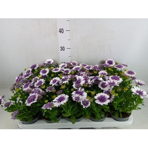 Osteospermum   ...