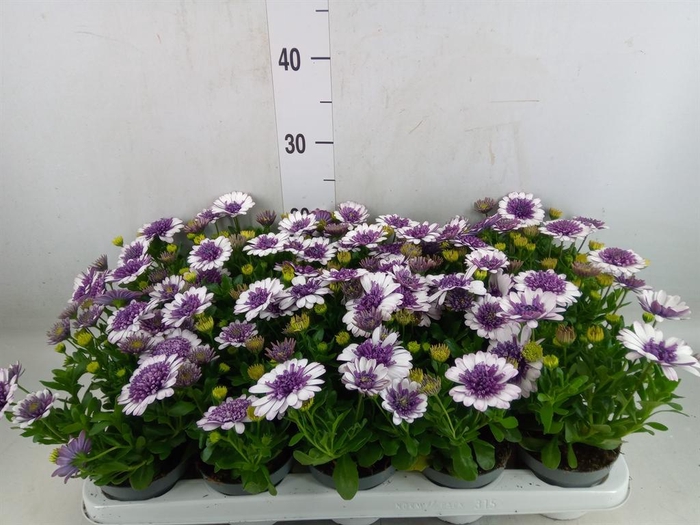 <h4>Osteospermum   ...</h4>