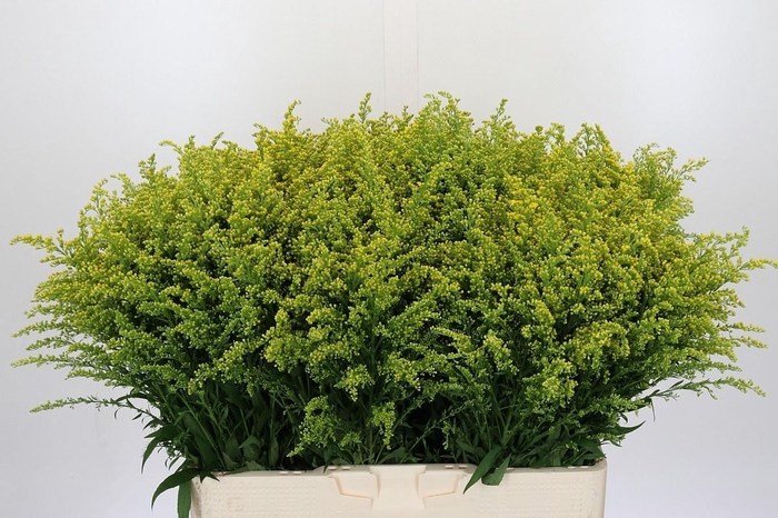 <h4>SOLI BAREIGHT</h4>