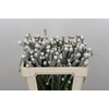 Kaaps Groen Tortum White