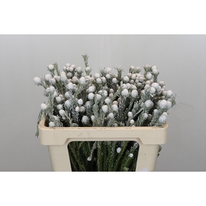 Kaaps Groen Tortum White