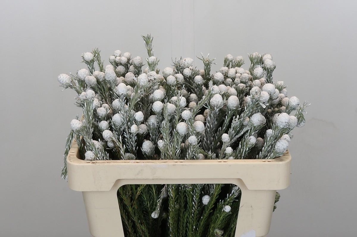 <h4>Kaaps Groen Tortum White</h4>