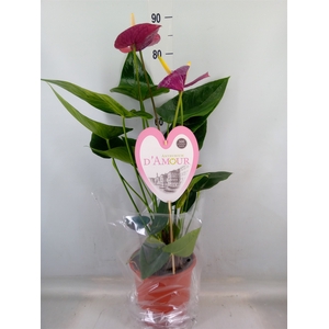 Anthurium andr. 'Violet Heart'