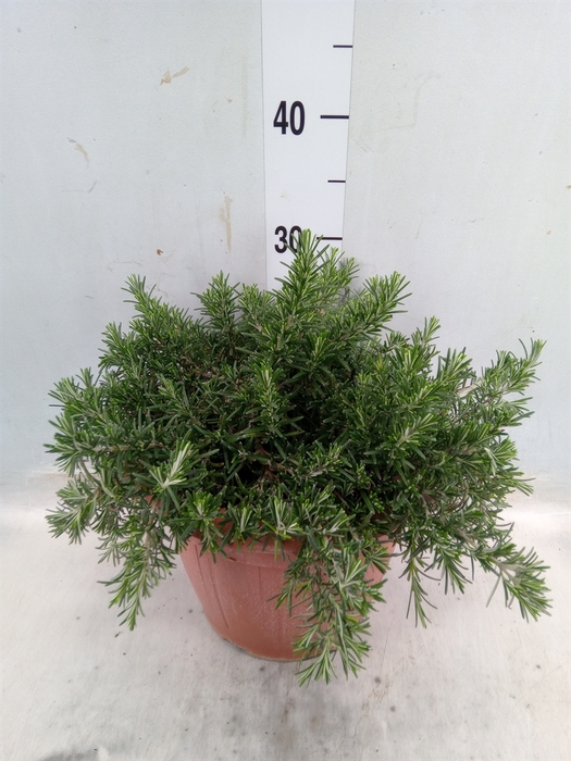 <h4>Rosmarinus officinalis 'Prostratus'</h4>