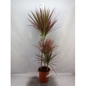 Dracaena marg. 'Colorama'