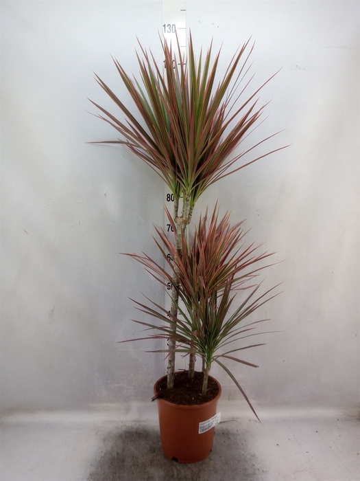 <h4>Dracaena marg. 'Colorama'</h4>