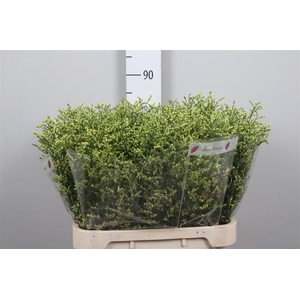 Lim Sin China Summer