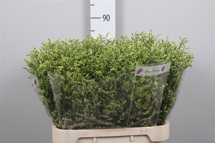 <h4>Lim Sin China Summer</h4>